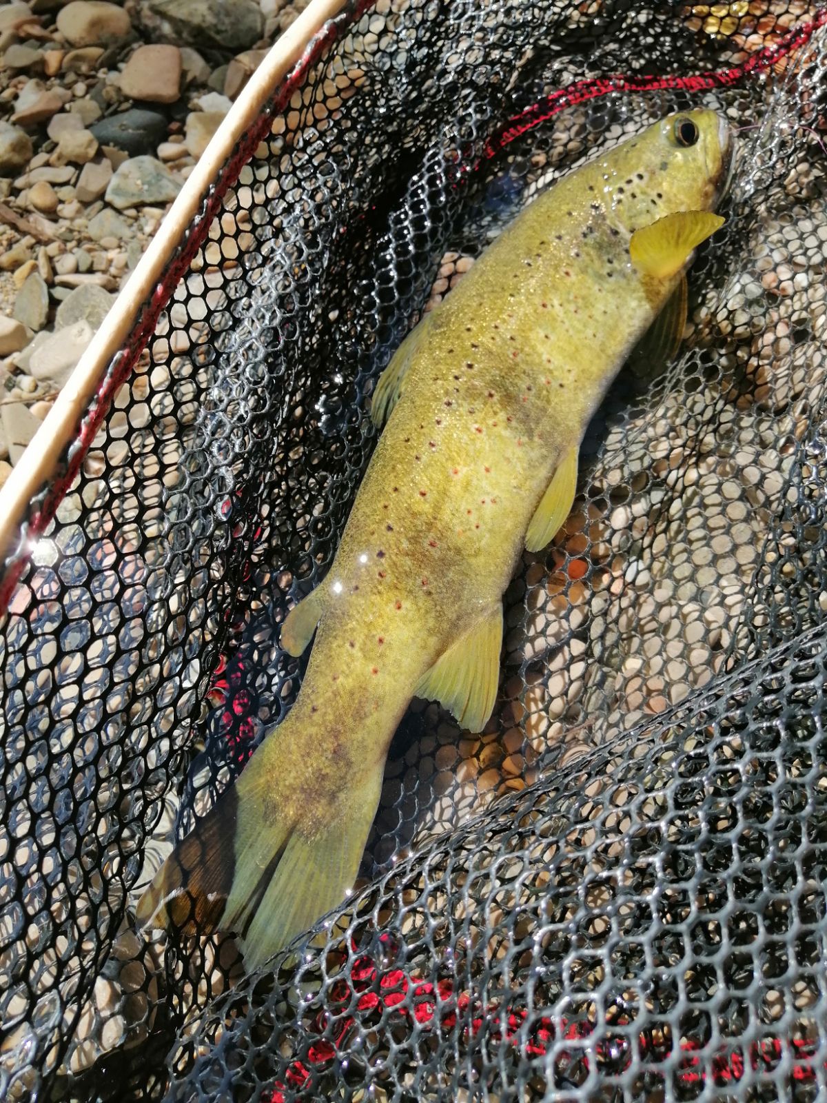 la satisfaction de Claude pour avoir leurrer ce jolie poisson